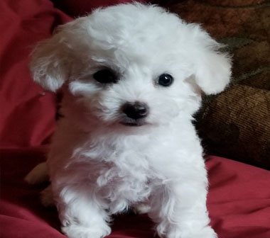 pet
